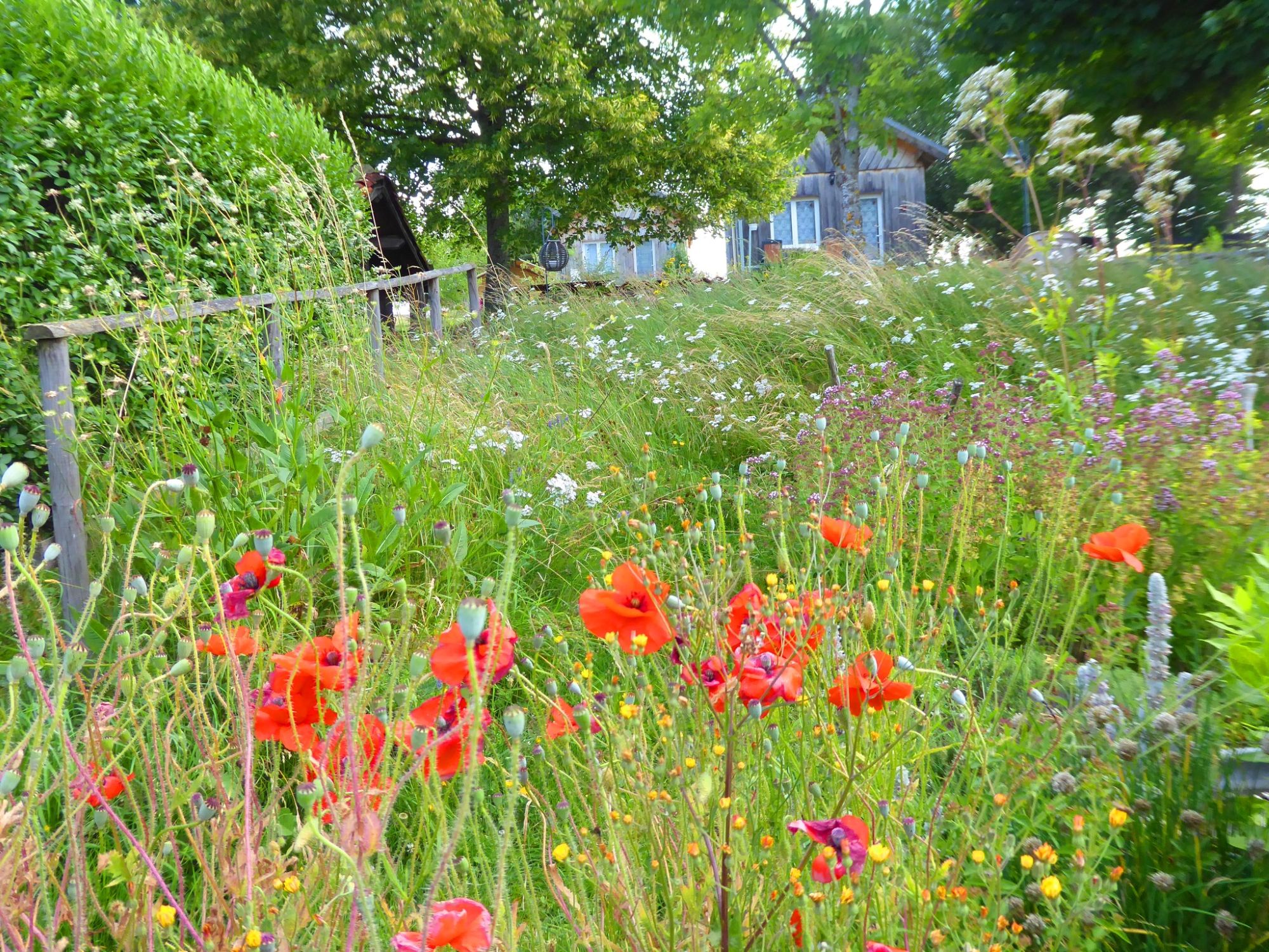 bloemenzee in de tuin chambres d'hôtes, gîtes &amp; mini camping "Les Deux Frères" Echandelys, Auvergne
