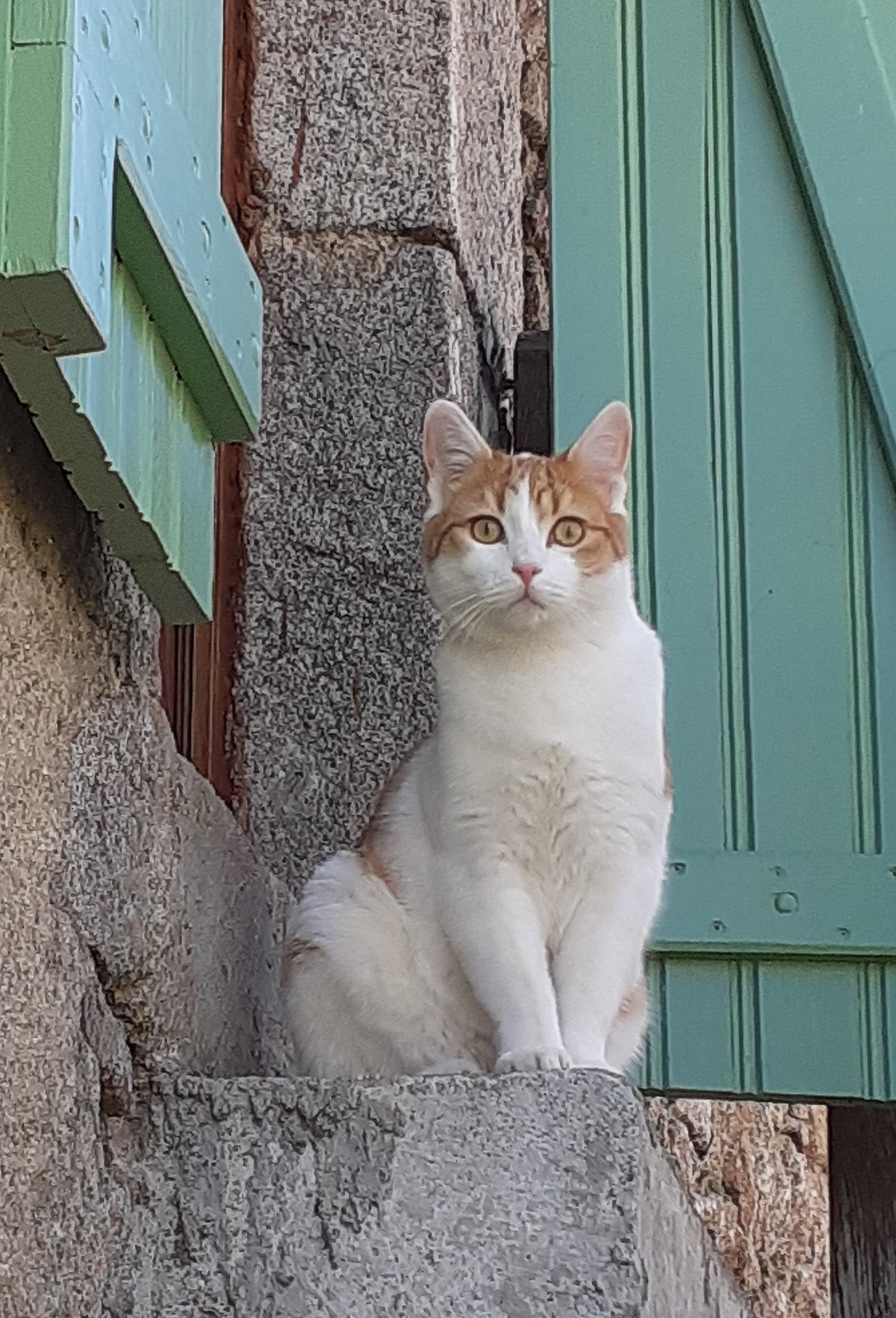 Chilli Onze kater Chilli